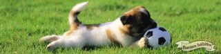 guarderia perros quito Adiestramiento Guarderia y Peluqueria Buenos Hábitos Servicios Caninos