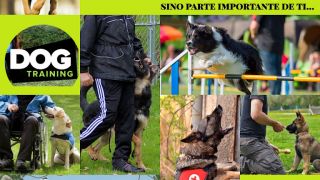 dog sitter quito Guarderia canina Cepcan high performance dogs training